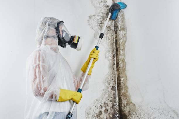 Best Asbestos and Lead Testing During Mold Inspection in Bystrom, CA