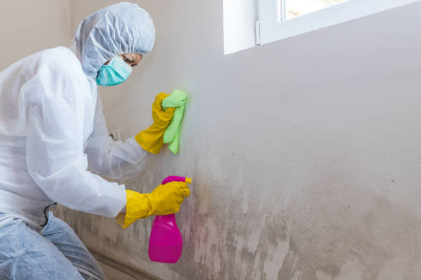 Bystrom, CA Mold Removal Company