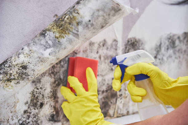 Best Industrial Mold Remediation in Bystrom, CA